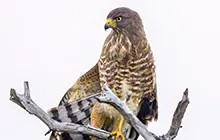 Texas raptors and birds of prey gallery