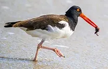 Texas shorebirds and waders gallery