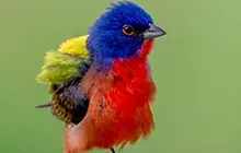 Texas songbirds gallery