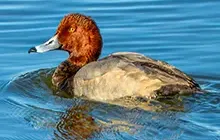 Texas waterfowl, ducks and geese gallery