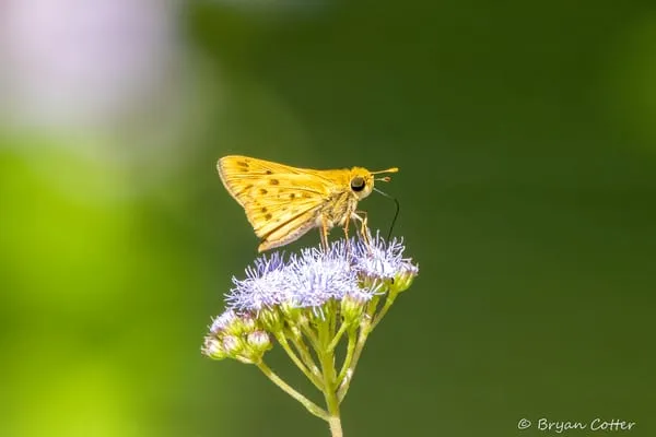 Fiery skipper