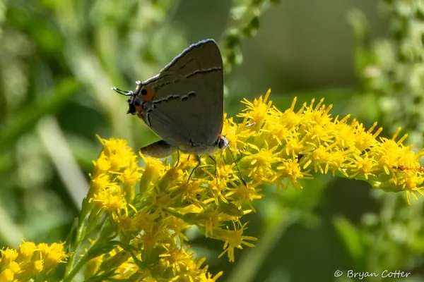 Gray Hairstreak