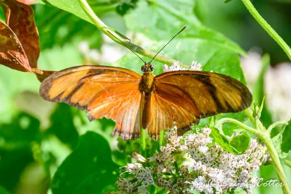 Julia butterfly