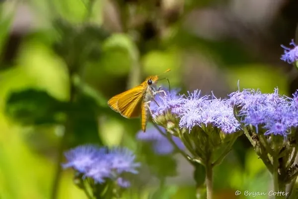 Pahaska Skipper