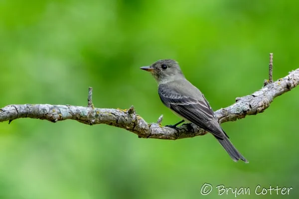 Alder Flycatcher