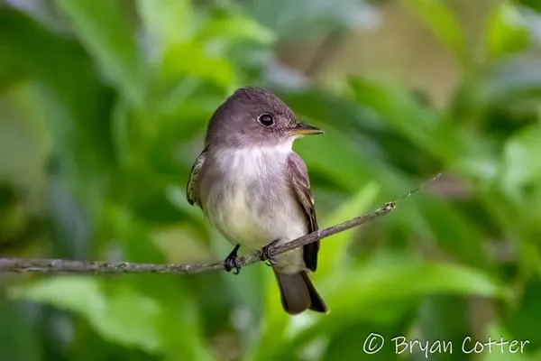 Alder Flycatcher