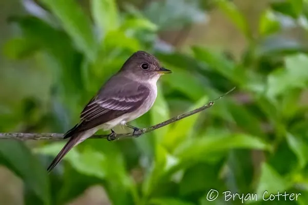Alder Flycatcher