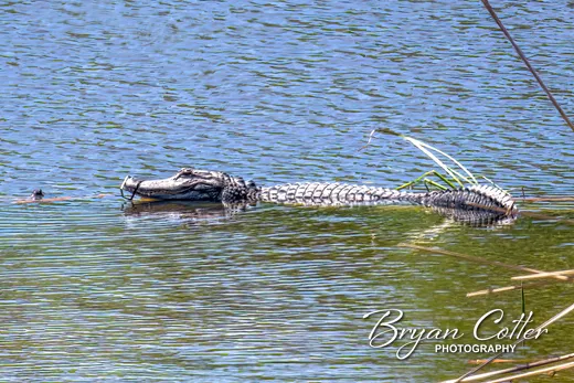 Alligator
