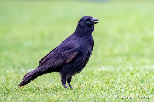 American Crow