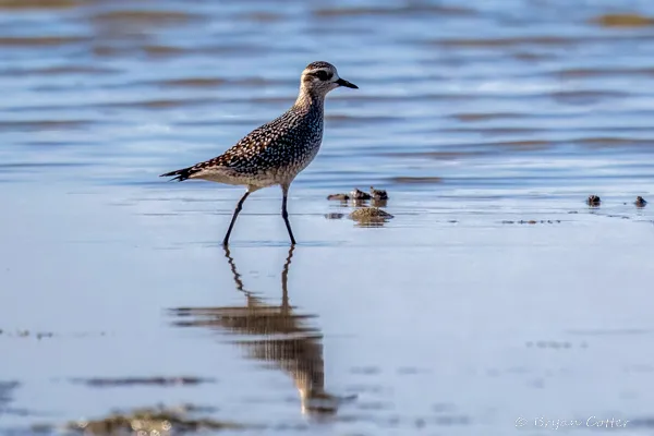 American Golden-Plover