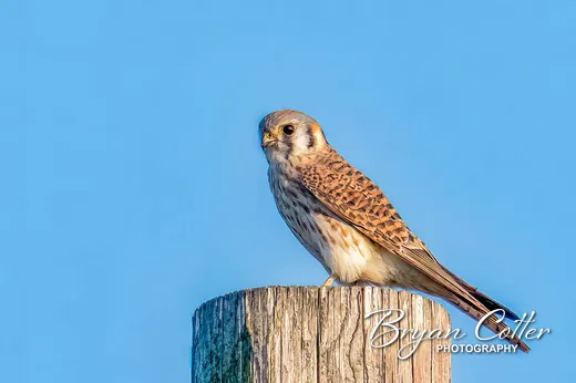 American Kestrel