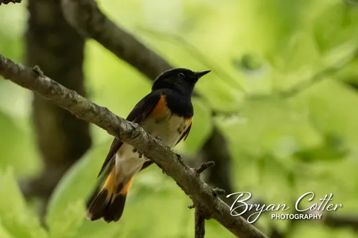 American Redstart