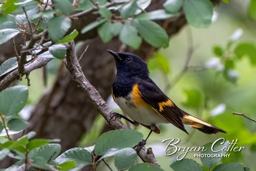 American Redstart