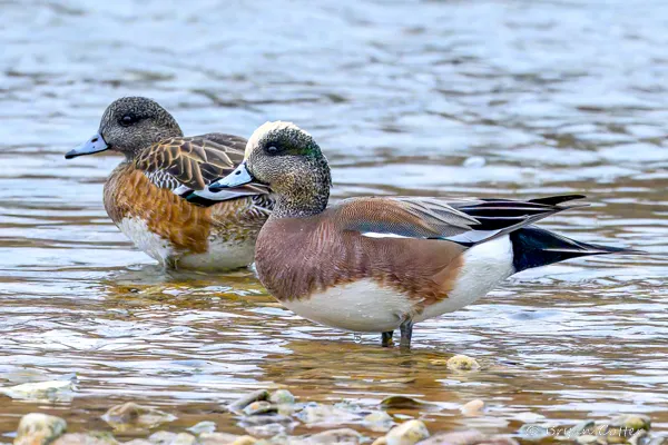 American Wigeon