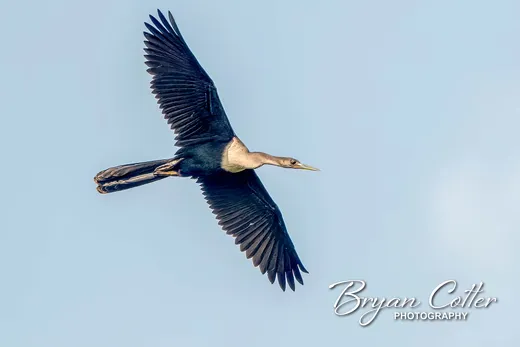 Anhinga