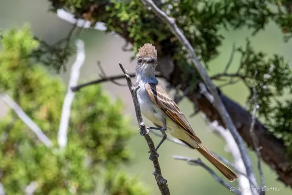 Ash-throated Flycatcher