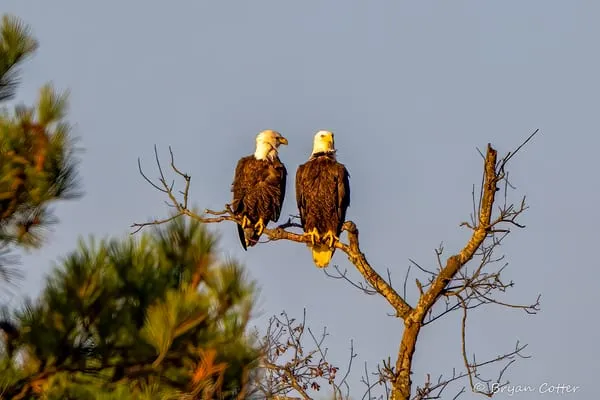 Bald Eagle