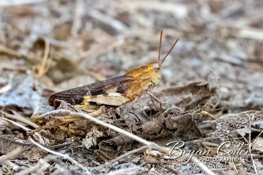 Band-winged Grasshopper
