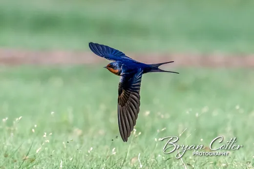Barn Swallow