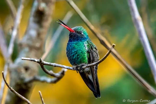 Broad-billed Hummingbird