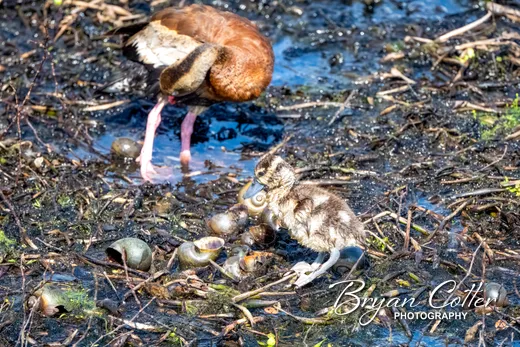 Black-bellied Whistling-Duck