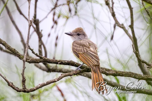 Brown-crested Flycatcher