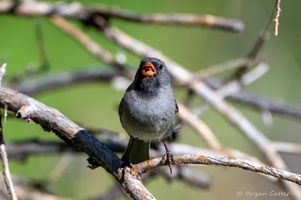 Black-chinned Sparrow