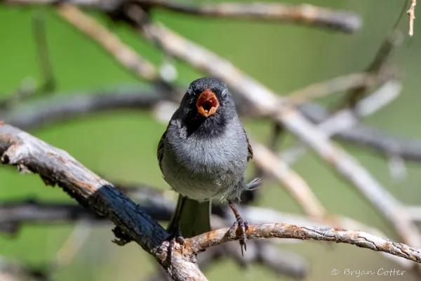 Black-chinned Sparrow