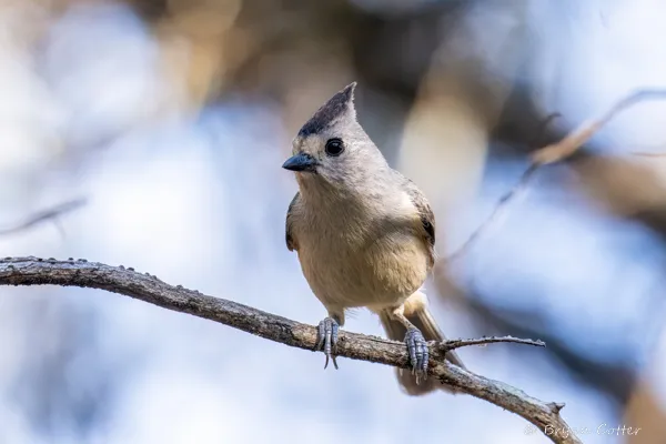 Black-crested Titmouse
