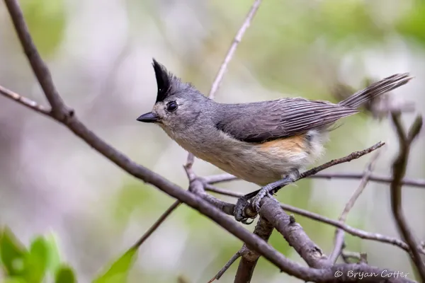 Black-crested Titmouse