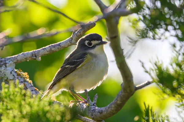 Black-capped Vireo