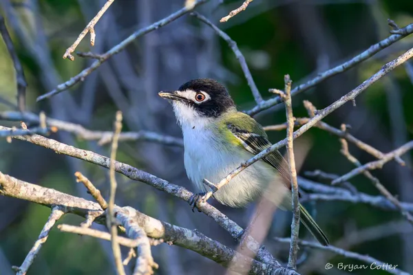 Black-capped Vireo