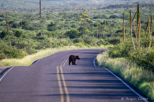Black Bear