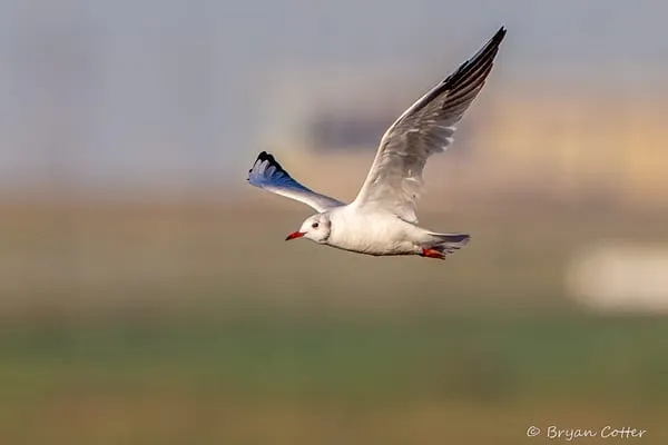 Black-headed Gull