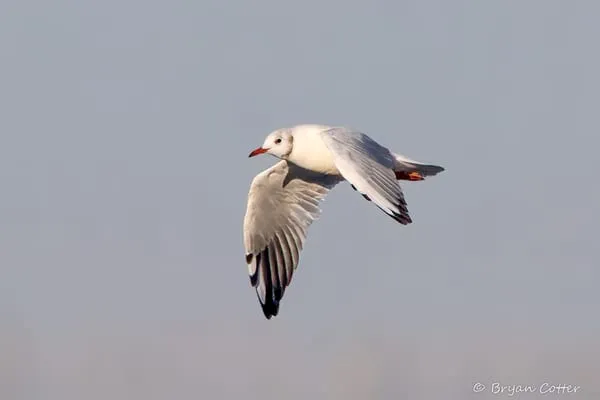 Black-headed Gull
