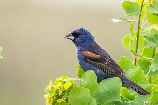 Blue Grosbeak