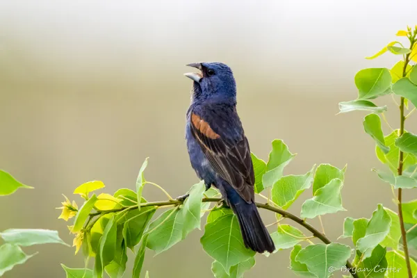 Blue Grosbeak
