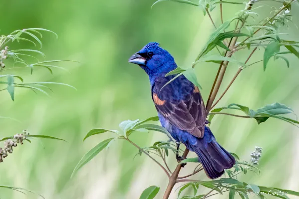 Blue Grosbeak