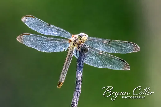 Blue Dasher