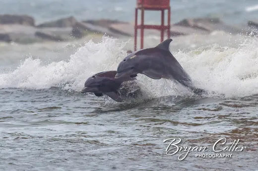 Bottlenose Dolphin