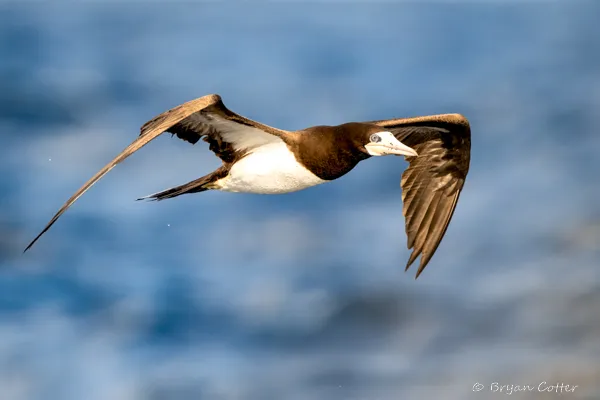 Brown Booby
