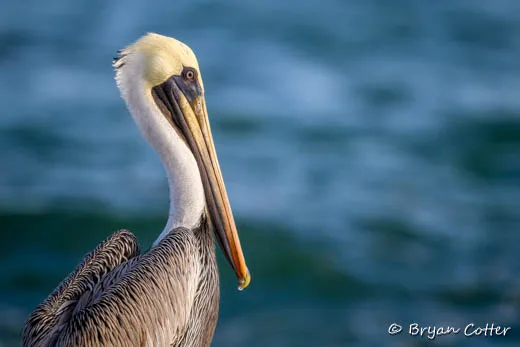 Brown Pelican