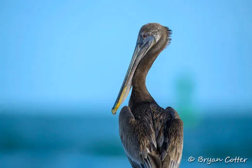 Brown Pelican