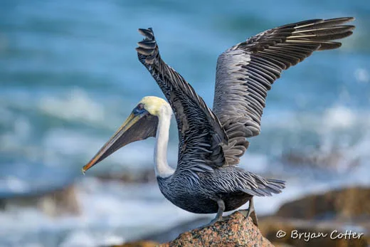 Brown Pelican