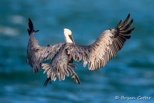 Brown Pelican