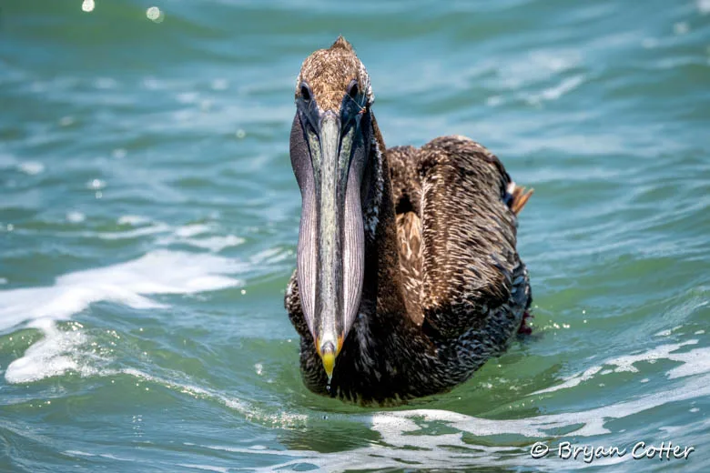 Brown Pelican