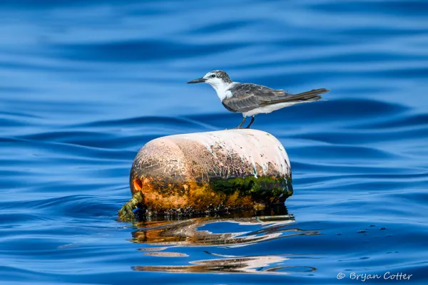 Bridled Tern