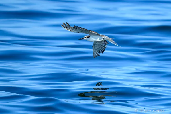 Bridled Tern