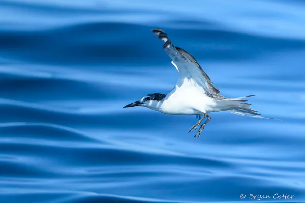Bridled Tern