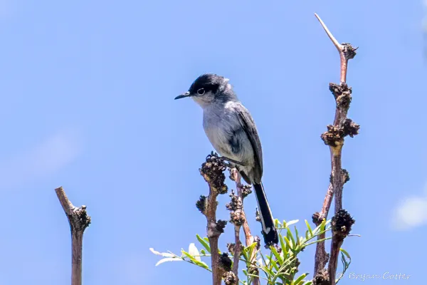 Black-tailed Gnatcatcher